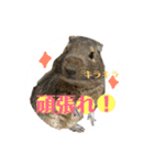 デグーのふく 日常スタンプ2（個別スタンプ：12）