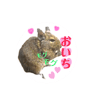 デグーのふく 日常スタンプ2（個別スタンプ：14）