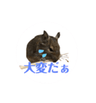 デグーのふく 日常スタンプ2（個別スタンプ：16）