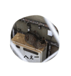 野良猫集めました。（個別スタンプ：1）