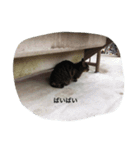 野良猫集めました。（個別スタンプ：2）