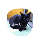 野良猫集めました。（個別スタンプ：3）