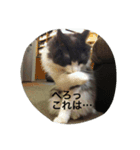 野良猫集めました。（個別スタンプ：4）