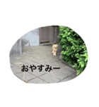 野良猫集めました。（個別スタンプ：5）
