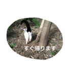 野良猫集めました。（個別スタンプ：6）