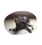 野良猫集めました。（個別スタンプ：8）