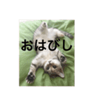 猫の撒菱と楽しい毎日（個別スタンプ：1）