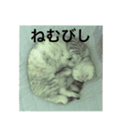 猫の撒菱と楽しい毎日（個別スタンプ：2）