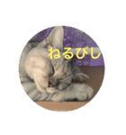 猫の撒菱と楽しい毎日（個別スタンプ：3）