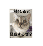 猫の撒菱と楽しい毎日（個別スタンプ：4）
