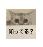 猫の撒菱と楽しい毎日（個別スタンプ：5）