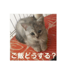 猫の撒菱と楽しい毎日（個別スタンプ：7）