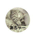 猫の撒菱と楽しい毎日（個別スタンプ：8）