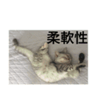 猫の撒菱と楽しい毎日（個別スタンプ：9）