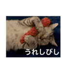 猫の撒菱と楽しい毎日（個別スタンプ：10）