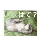 猫の撒菱と楽しい毎日（個別スタンプ：11）