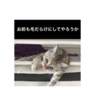 猫の撒菱と楽しい毎日（個別スタンプ：12）