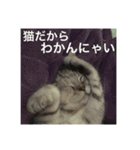 猫の撒菱と楽しい毎日（個別スタンプ：13）