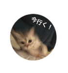 猫の撒菱と楽しい毎日（個別スタンプ：14）
