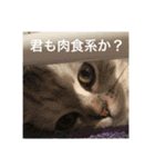 猫の撒菱と楽しい毎日（個別スタンプ：15）