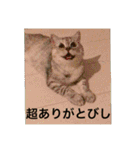 猫の撒菱と楽しい毎日（個別スタンプ：18）