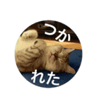 猫の撒菱と楽しい毎日（個別スタンプ：21）