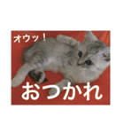 猫の撒菱と楽しい毎日（個別スタンプ：22）