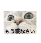 猫の撒菱と楽しい毎日（個別スタンプ：23）