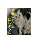 猫の撒菱と楽しい毎日（個別スタンプ：24）