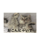 猫の撒菱と楽しい毎日（個別スタンプ：25）