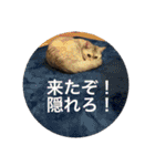 猫の撒菱と楽しい毎日（個別スタンプ：26）