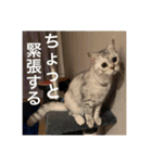 猫の撒菱と楽しい毎日（個別スタンプ：28）