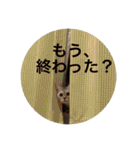 猫の撒菱と楽しい毎日（個別スタンプ：29）