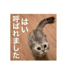 猫の撒菱と楽しい毎日（個別スタンプ：30）