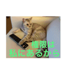 猫の撒菱と楽しい毎日（個別スタンプ：31）
