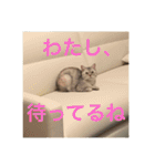 猫の撒菱と楽しい毎日（個別スタンプ：32）