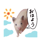 キンクマハムスタースタンプ（個別スタンプ：4）