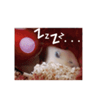 キンクマハムスタースタンプ（個別スタンプ：5）