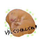 キンクマハムスタースタンプ（個別スタンプ：7）
