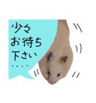 キンクマハムスタースタンプ（個別スタンプ：8）