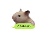 キンクマハムスタースタンプ（個別スタンプ：9）