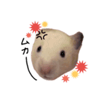 キンクマハムスタースタンプ（個別スタンプ：13）