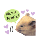 キンクマハムスタースタンプ（個別スタンプ：19）