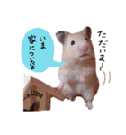 キンクマハムスタースタンプ（個別スタンプ：21）