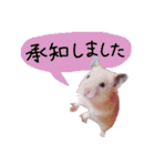 キンクマハムスタースタンプ（個別スタンプ：24）