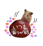 キンクマハムスタースタンプ（個別スタンプ：26）