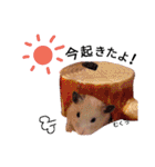 キンクマハムスタースタンプ（個別スタンプ：35）