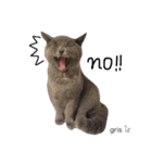 我が家の『gris』です(=^x^=) よろしくね♩（個別スタンプ：4）