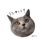 我が家の『gris』です(=^x^=) よろしくね♩（個別スタンプ：19）