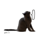 我が家の『gris』です(=^x^=) よろしくね♩（個別スタンプ：21）